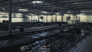 A long indoor hall of fish tanks under a steel roof and strip lights, the water catching the light.